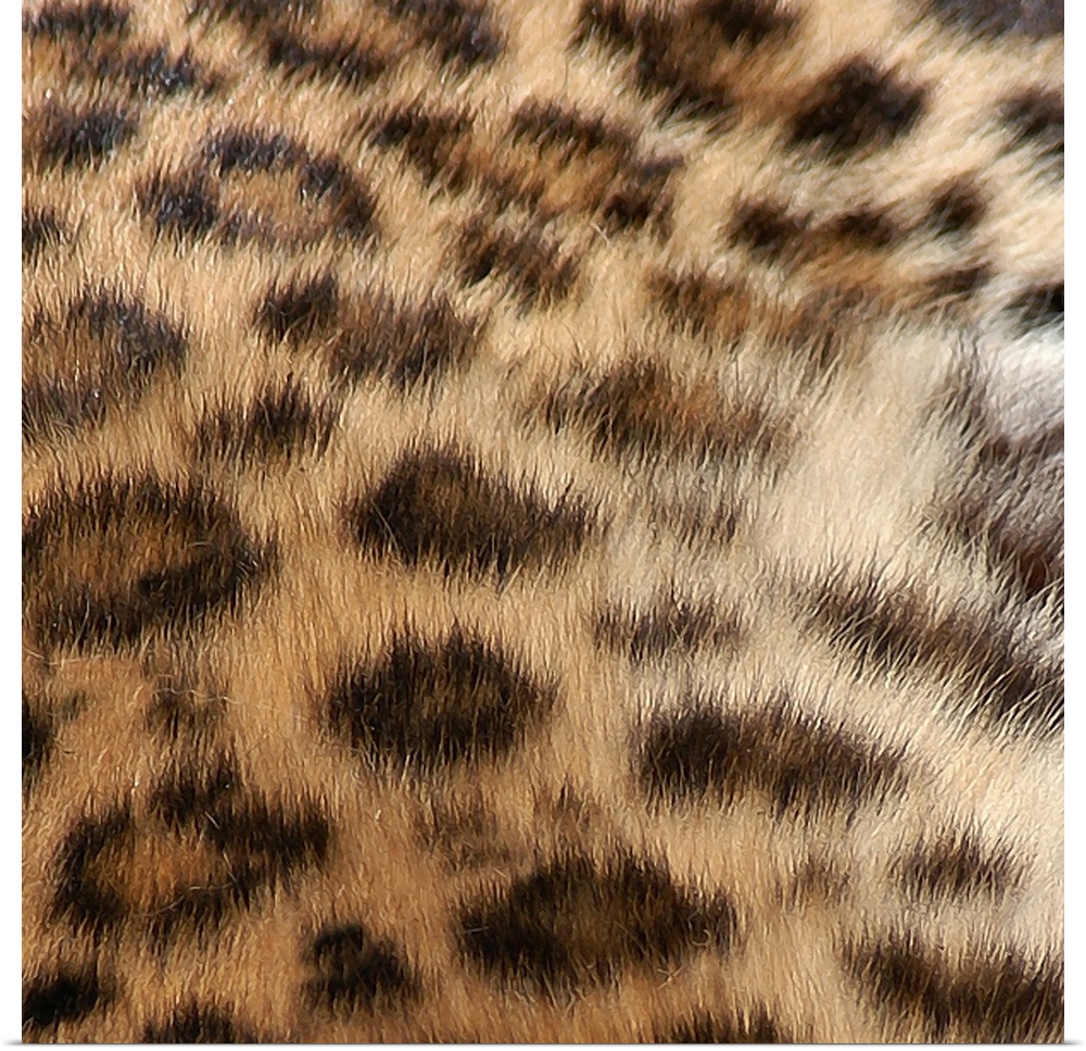 Square up close view of the patterns on a leopard's fur.