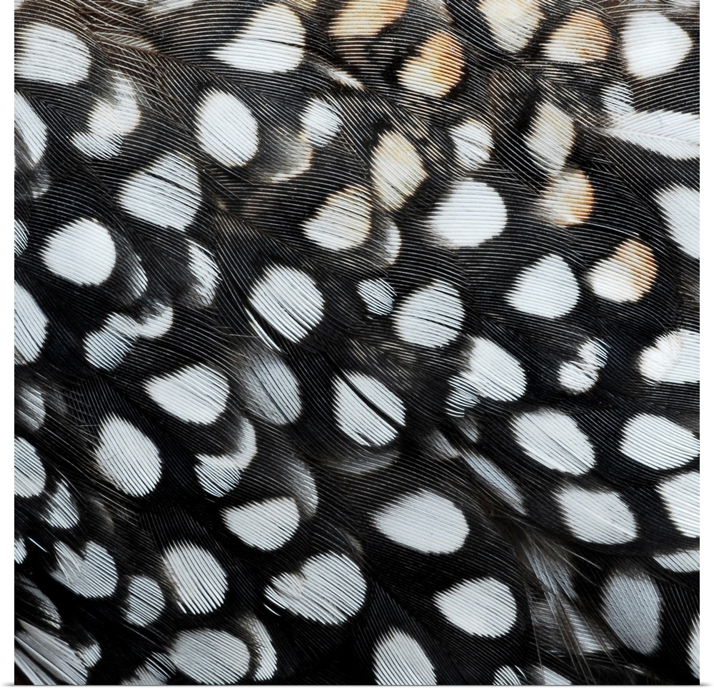 Close-up detail of loon feathers