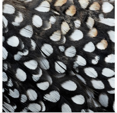 Loon Feathers