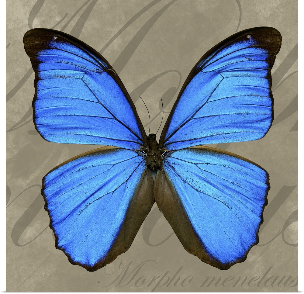 Menelaus Blue Morpho