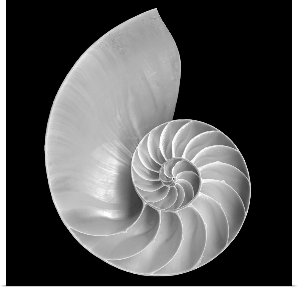 Large monochromatic photograph centers on a marine mollusk against a blank background.  The formation of the shell feature...
