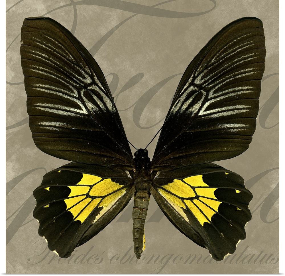 New Guinea Birdwing