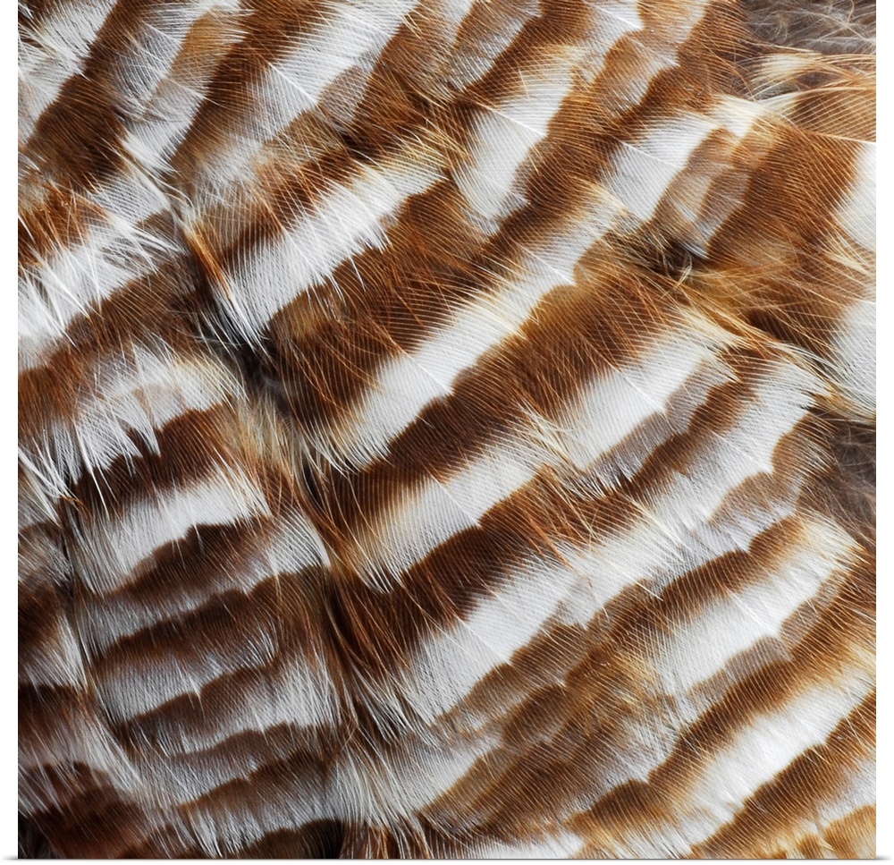 Close-up detail of owl feathers