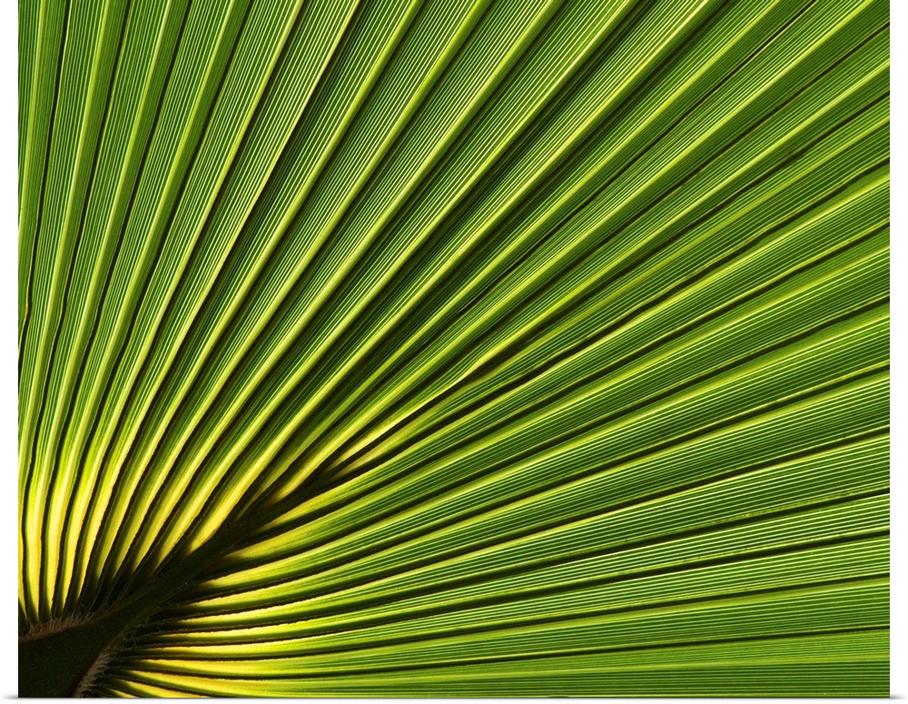Close-up detail of palm leaves in Florida