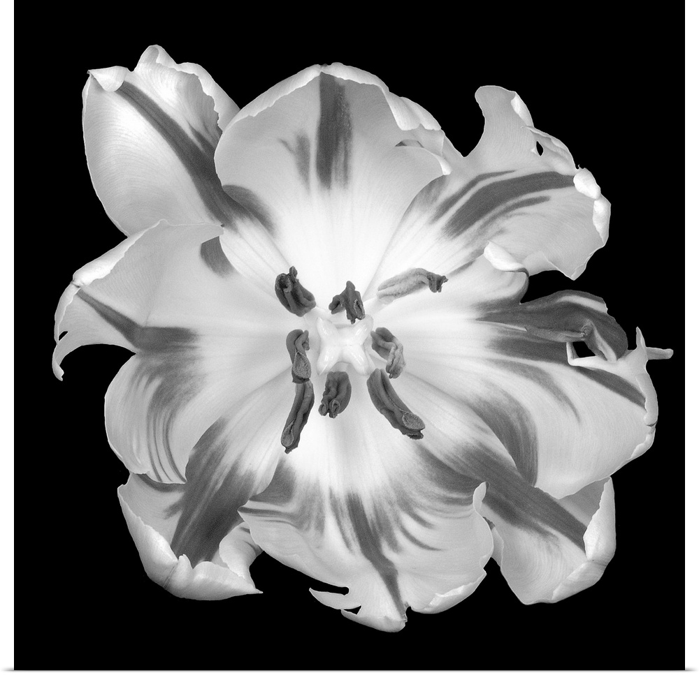 This square wall hanging is a flower photograph from above and starkly contrasted against the background to illustrate the...