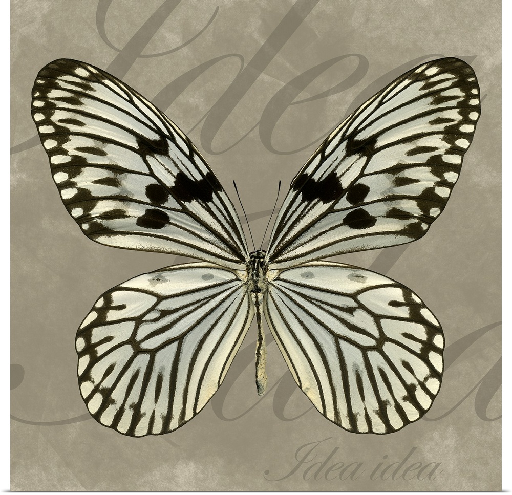 Artwork of a butterfly with the text "Idea Idea" in large and small fonts in the background.