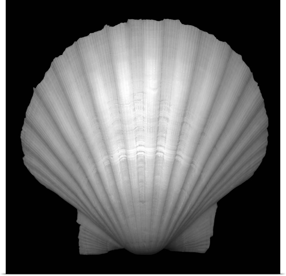 Black and white studio shot of the pristine shell of a bivalve mollusk, showing nature's penchant for symmetry.