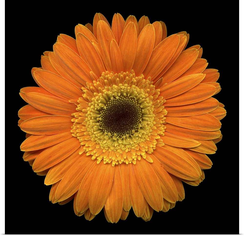 Square, oversized, close up photograph of a vibrant gerbera daisy on a solid black background.
