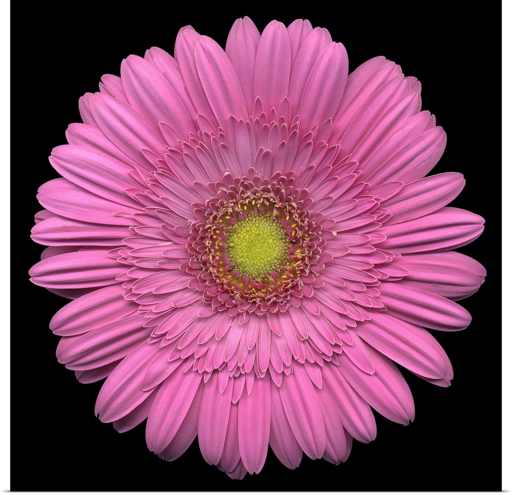 Giant, square close up photograph of a pink Gerber daisy on a solid black background.