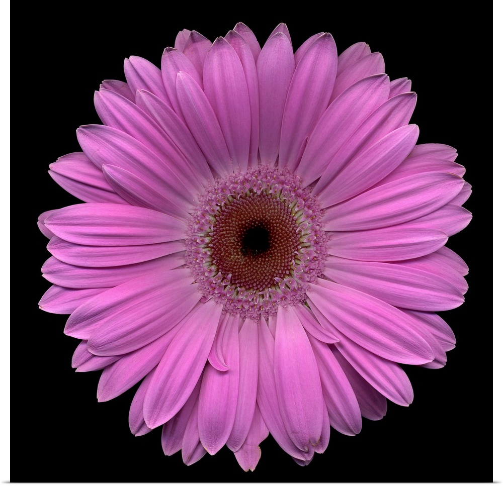 Close-up photograph of a large, blooming daisy on a solid black background.