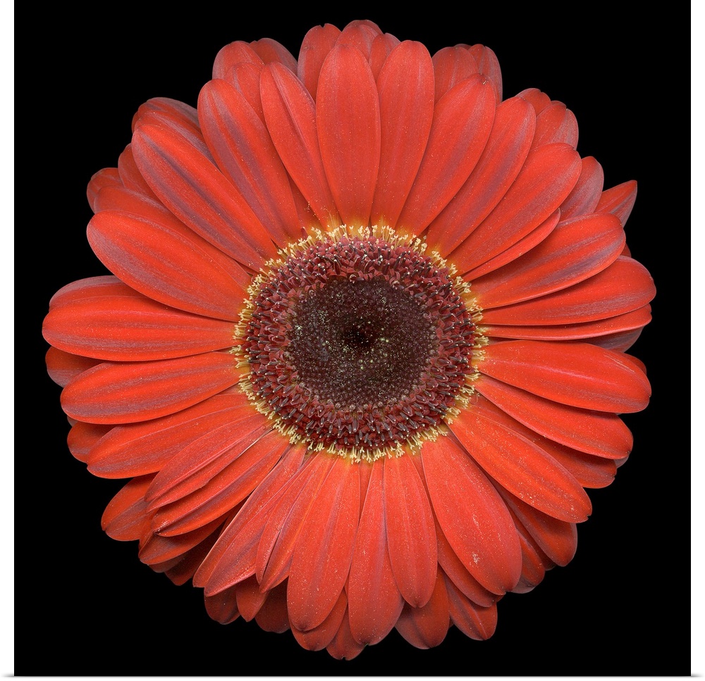 A single blooming daisy flower head on a dark background.