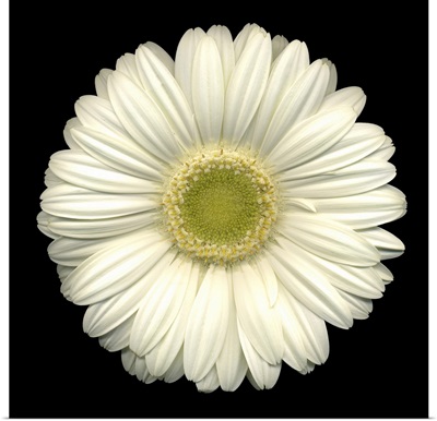 Single White Daisy 1