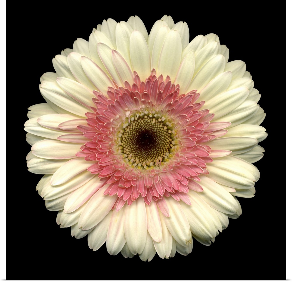 This large close up photograph is of a white daisy with a pink center and a black background.