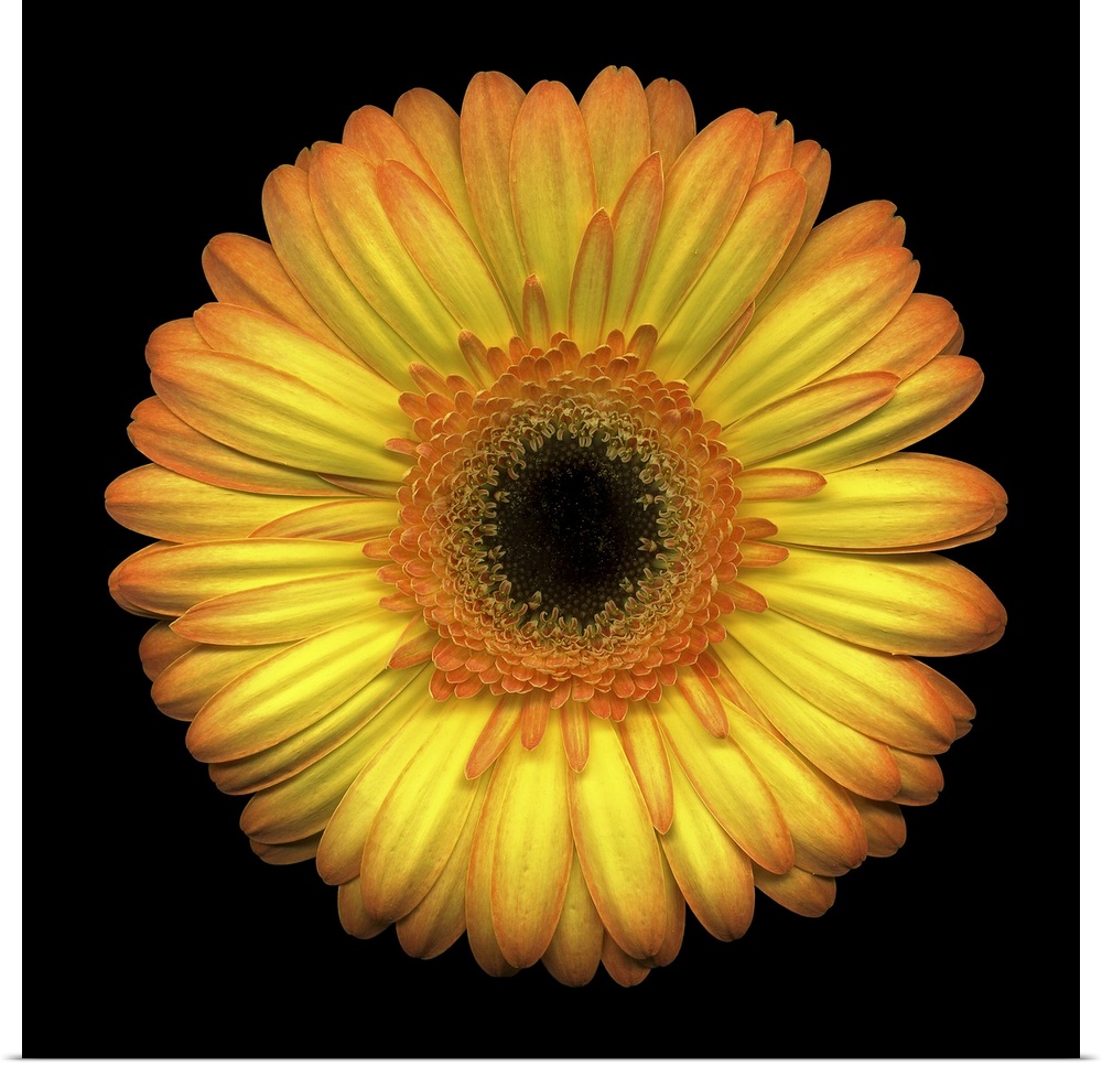 The face of a large yellow daisy stands out against a black background.