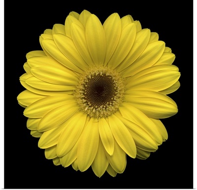 Single Yellow Daisy 2