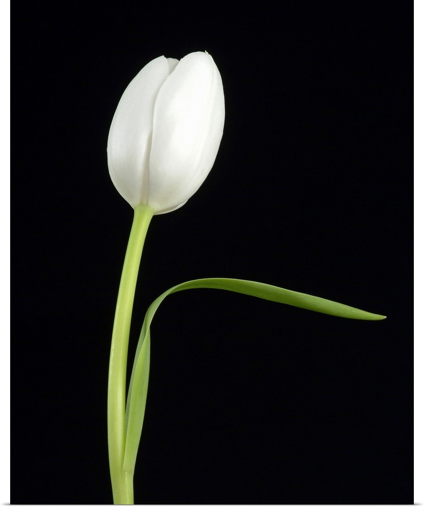 Big canvas print of a single flower contrasted against a dark background.