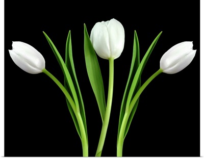 White Tulip 3