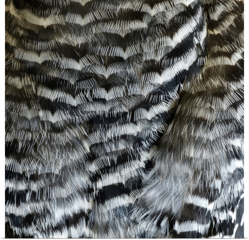 Close-up detail of woodpecker feathers