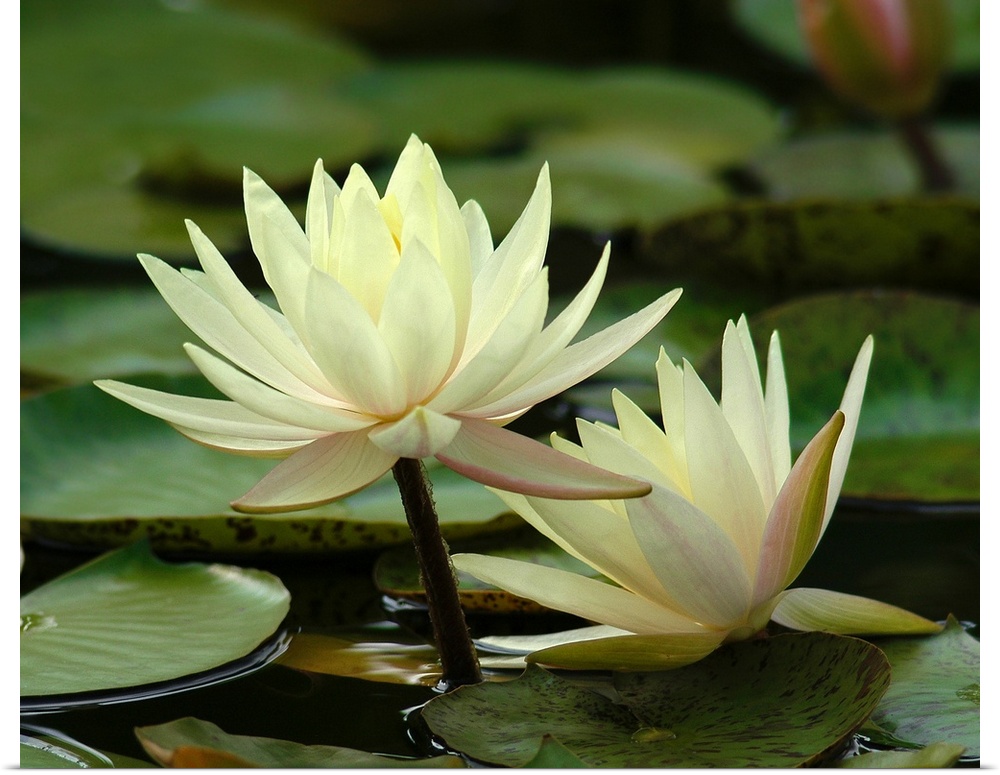 Yellow water lilies