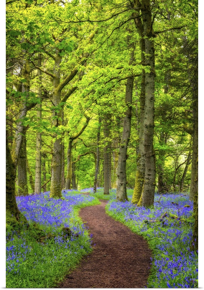 A Forest of Bluebells in Scotland's Bluebell Woods, Perthshire