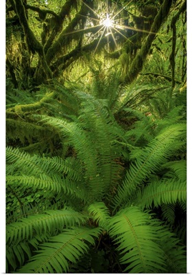 A Gorgeous Suburst and Fern, Hoh Rainforest