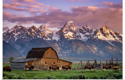 A Herd of Buffalo Walk In Front of Mormon Barn, Jackson, Wyoming