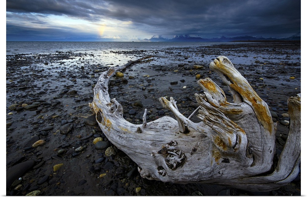 A lone piece of drift wood rests on the beach with a faint rainbow in the distance; Homer, Alaska