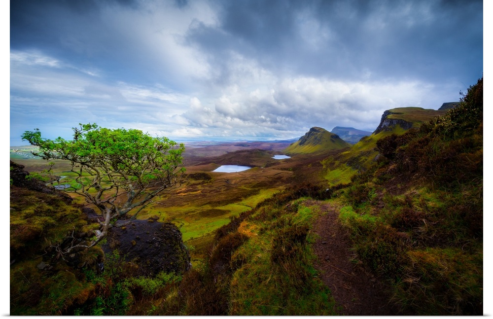 A Lone Tree Overlooking Scotland's Quiraing, Isle of Skye