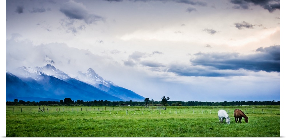 Horses Graze During An Afternoon Storm, Jackson, Wyoming