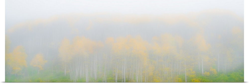 Mist Fills the Forest Obscuring Changing Aspens, Telluride, Colorado