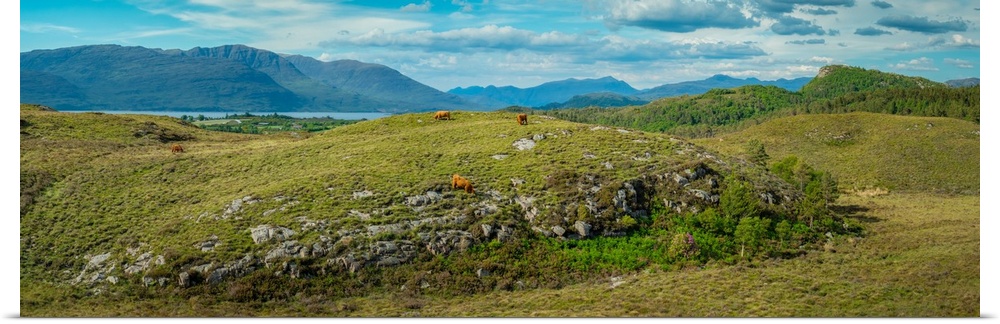 Panorama of Sotland's Highland Cow and Peaks, Plockton