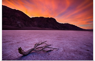 Sun Rise In Death Valley and a Lone Branch, Badwater Basin