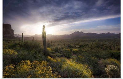 Sunrise In Arizona's Lost Dutchmen Wilderness, Lost Dutchmen Wilderness
