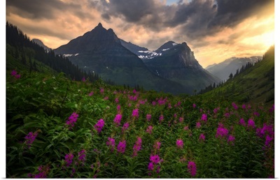 Sunset Shines On Bird Woman Falls and Wild Flowers, Glacier National Park