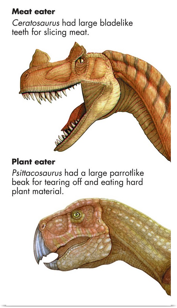 An illustration from Encyclopaedia Britannica showing the difference between meat-eating and plant eating dinosaurs.
