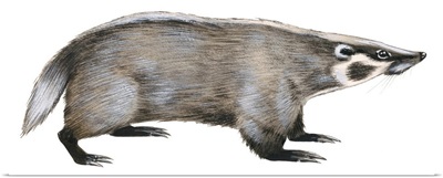 American Badger (Taxidea Taxus), Weasel