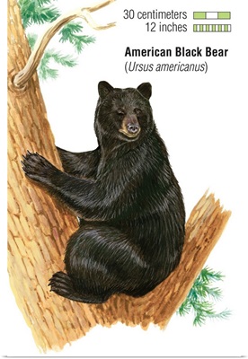American Black Bear (Ursus Americanus)