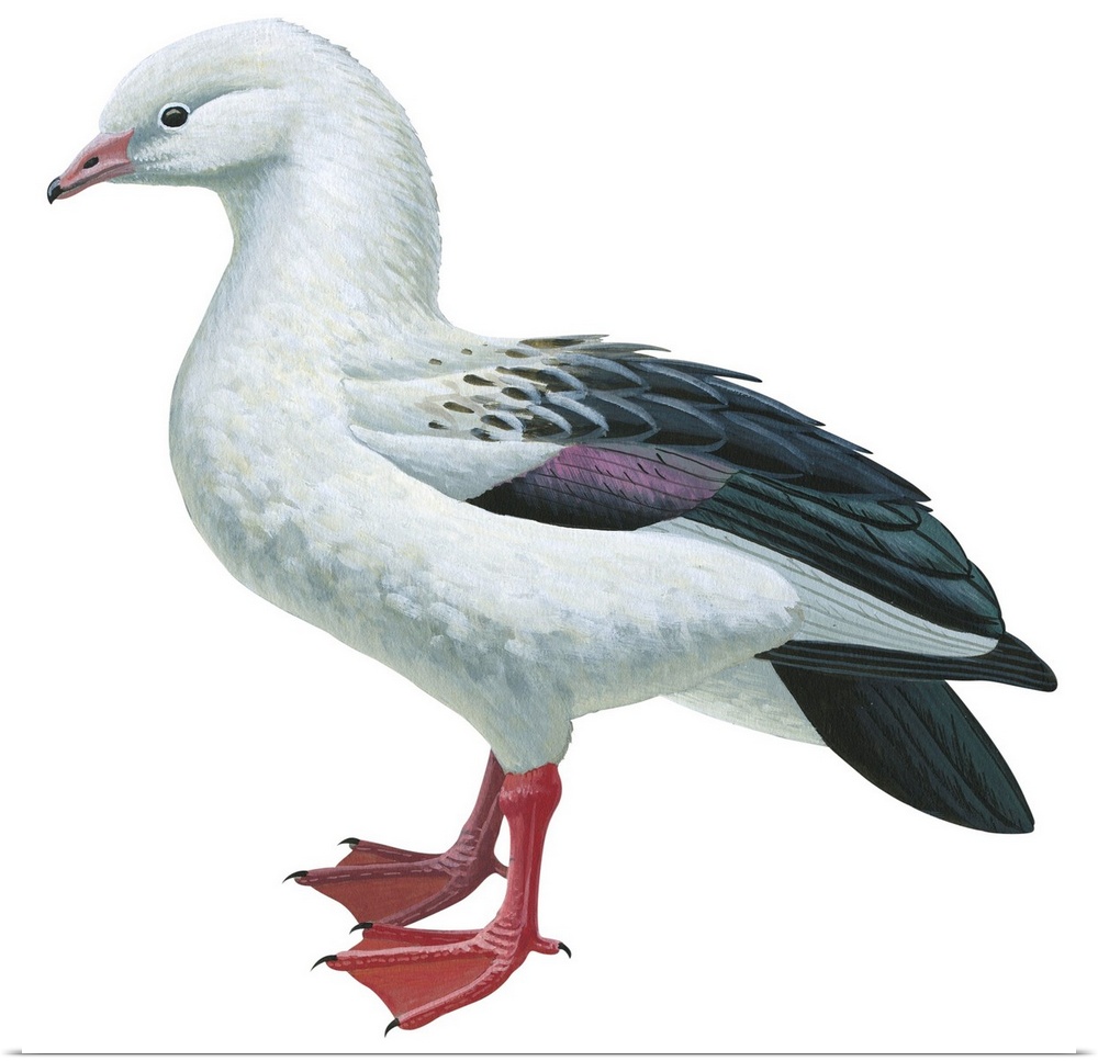 Educational illustration of the Andean goose.