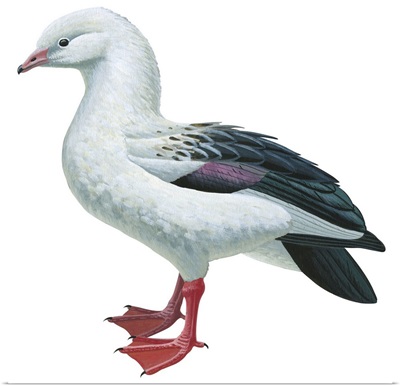 Andean Goose (Chloephaga Melanoptera) Illustration