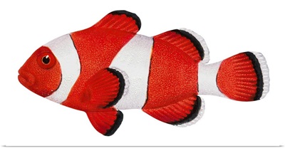 Anemone Fish (Amphiprion Percula)
