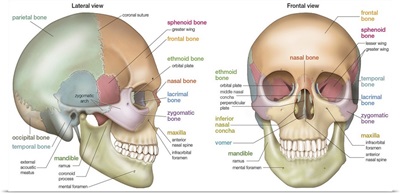 Anterior and lateral view of a skull. skeletal system