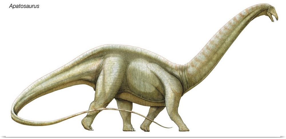An illustration from Encyclopaedia Britannica of the dinosaur Apatosaurus.