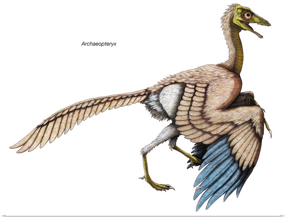 An illustration from Encyclopaedia Britannica of Archaeopteryx, the first bird, now extinct.