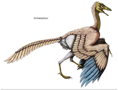 Archaeopteryx