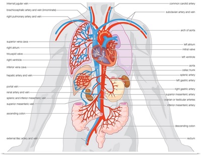 Arterial supply and venous drainage of the organs.