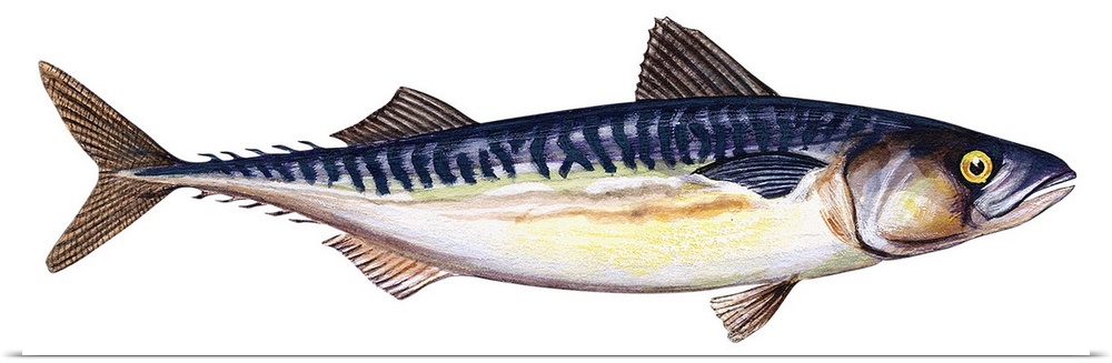 Atlantic Mackerel (Scomber Scombrus)