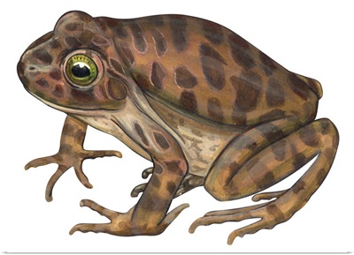 Barking Frog (Eleutherodactylus Latrans) Illustration