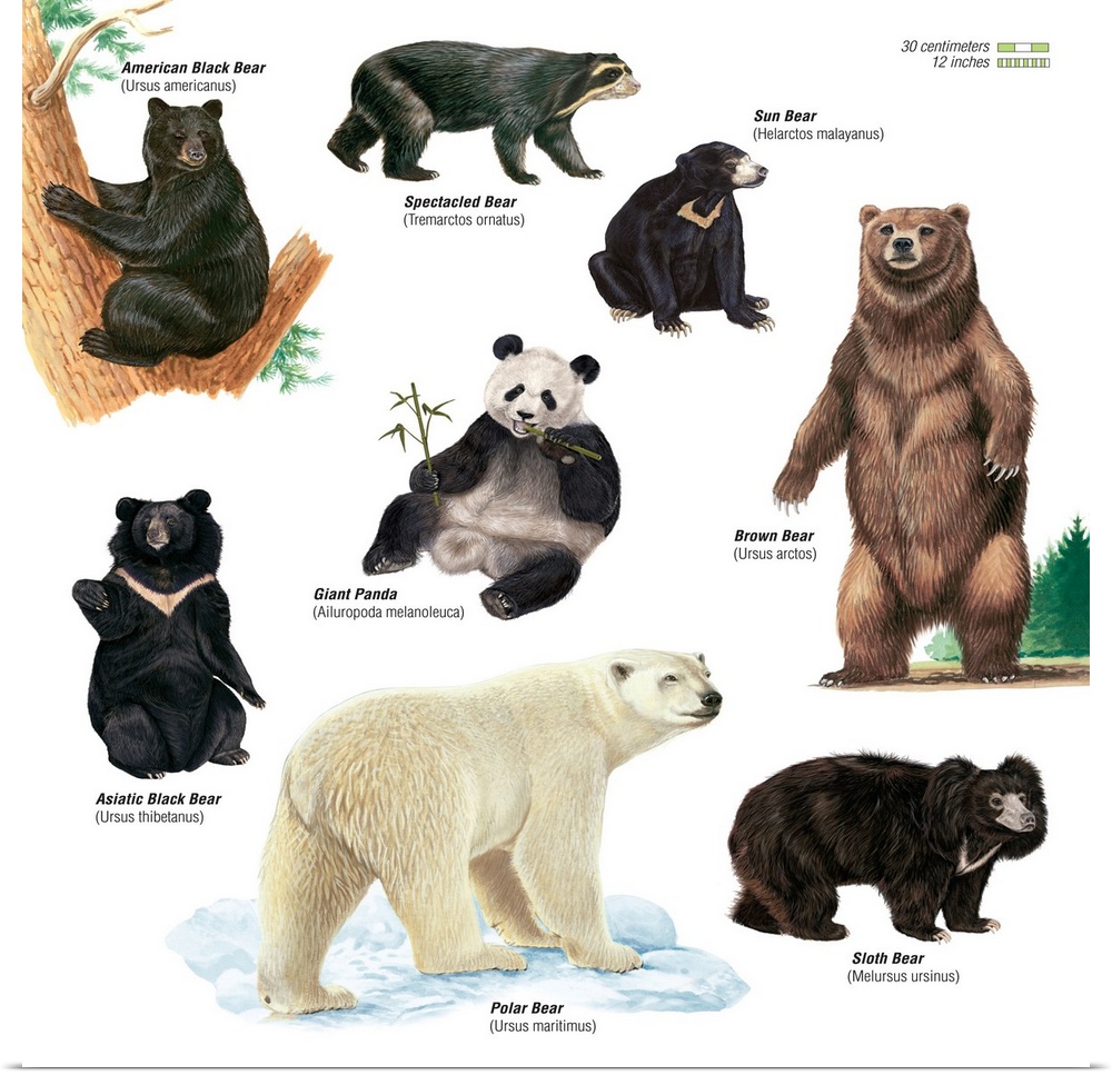 An educational poster from Encyclopaedia Britannica showing different species of bears.