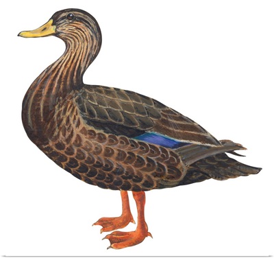 Black Duck (Anas Rubripes) Illustration