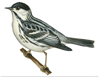 Black-Poll Warbler (Dendroica Striata) Illustration